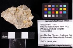 Foto (Objket + Etiketten) von Pithonoton marginatum (von Meyer, 1842) 